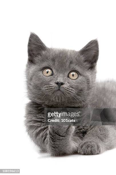 middle finger - cat sitting stock pictures, royalty-free photos & images