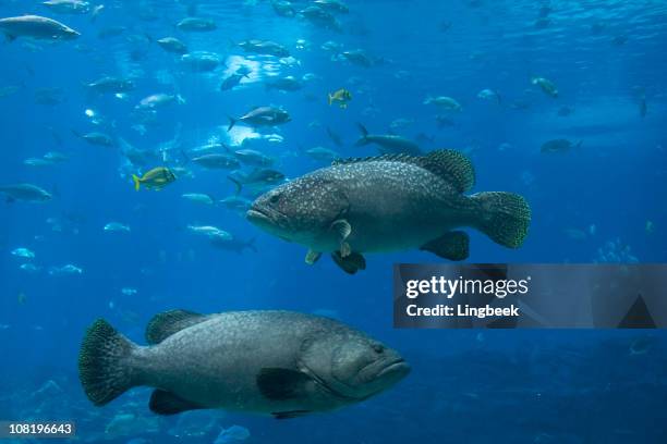 groupers, les requins-baleines et de beaucoup de poissons - mérou photos et images de collection