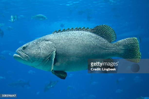 giant grouper - tandbaars stockfoto's en -beelden