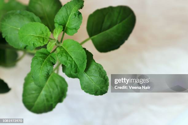 close-up of basil plant against white background - tulsi stock pictures, royalty-free photos & images