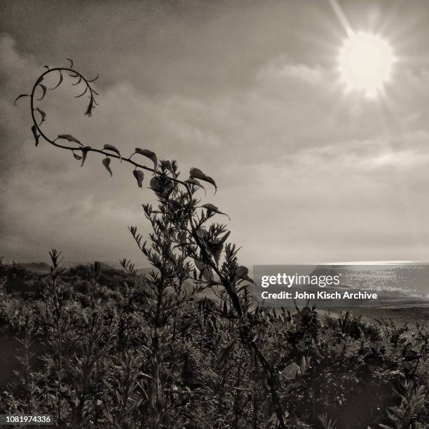 Close-up of a branch of scrub bush on the beach shortly after sunrise, Montauk, New York, 2017.