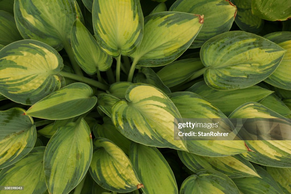 Hosta Plant Leaves