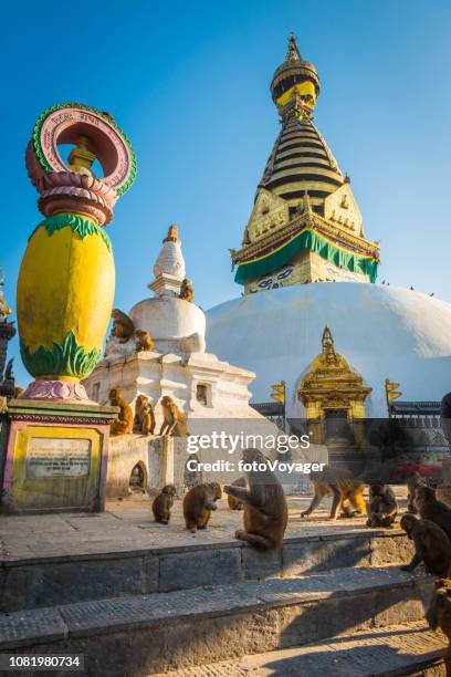 golden stupa at swayambhunath monkey temple rhesus macaques kathmandu nepal - swayambhunath stock pictures, royalty-free photos & images