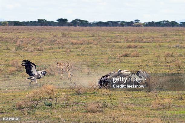 cheetah kills and vultures swarm - dead animal stock pictures, royalty-free photos & images