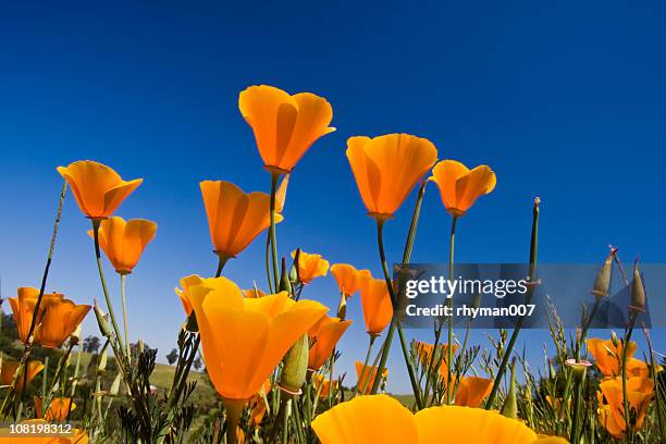 california poppies - orange california stock pictures, royalty-free photos & images