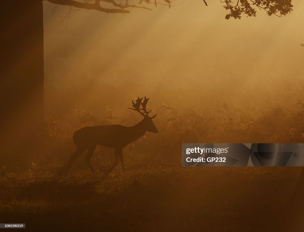 Deer Walking Through Mist at Sunrise