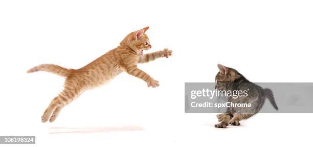 kitten attack ! - cats fighting stock pictures, royalty-free photos & images