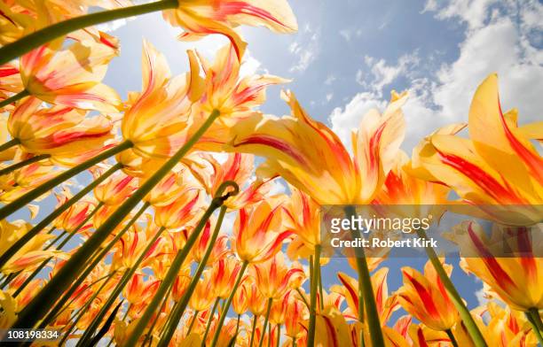 olympic flame tulips - equinox stockfoto's en -beelden