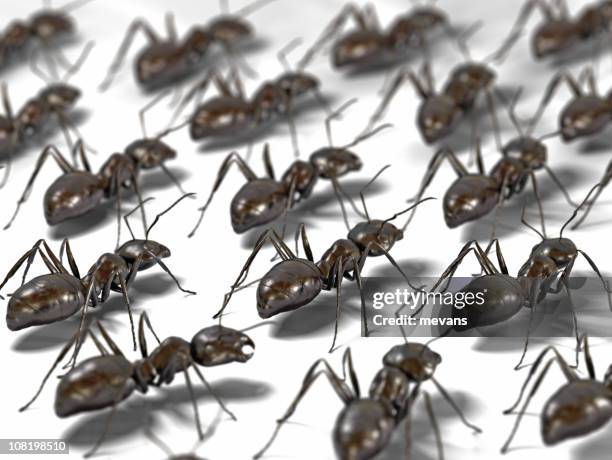 ants - ants marching stock pictures, royalty-free photos & images