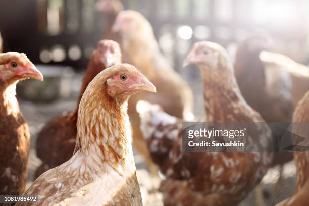 chicken - chickens stock pictures, royalty-free photos & images