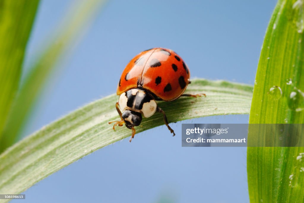 Ladybug on Green Leaf