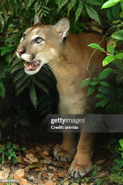 puma growling in the jungle - poema stockfoto's en -beelden