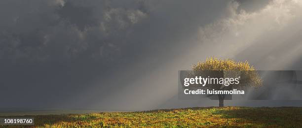 Lonely Tree High-Res Stock Photo