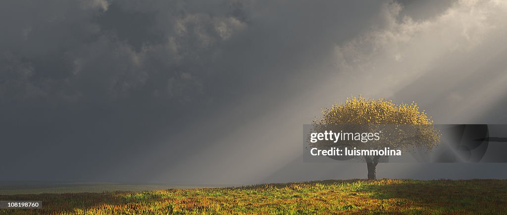 Lonely Tree