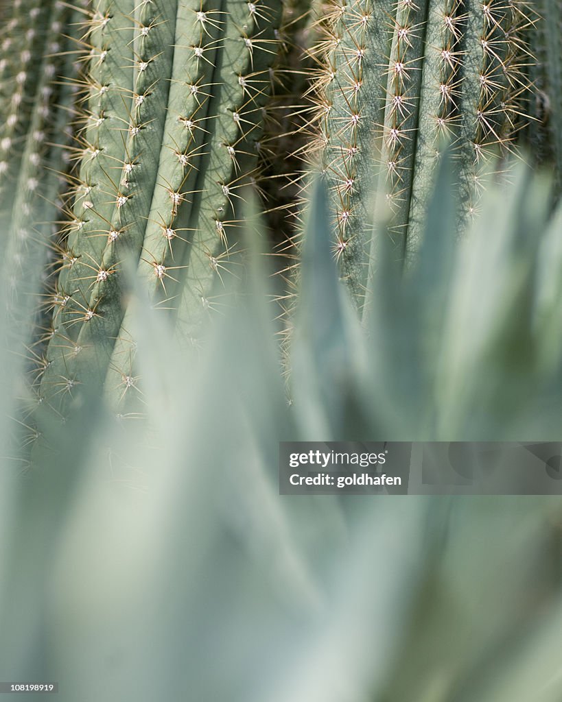 Cactus detail