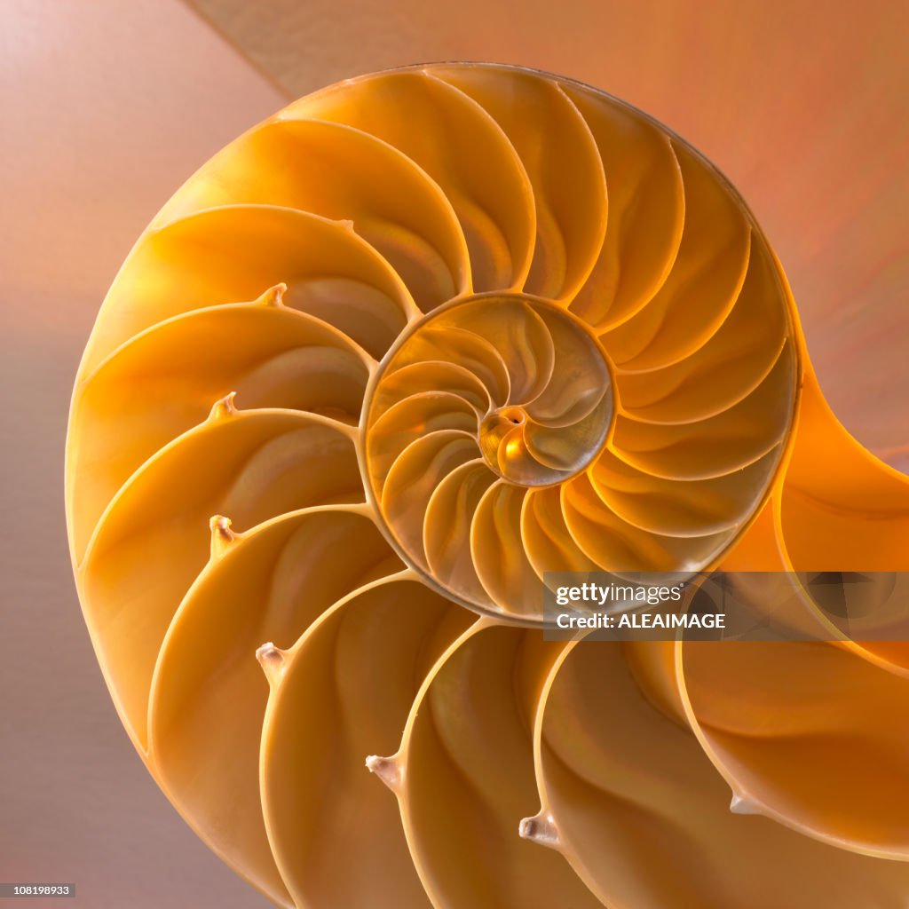 Inside of Nautilus Shell Showing Spiral