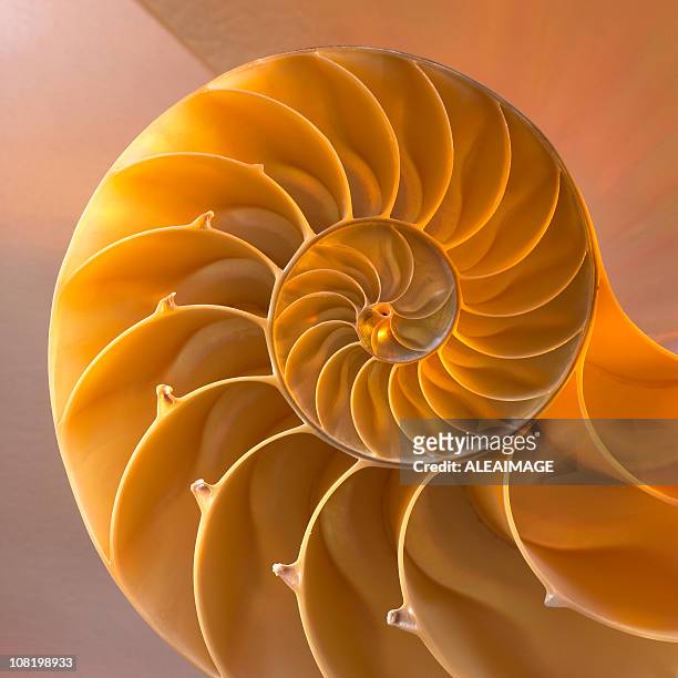 inside of nautilus shell showing spiral - snail stock pictures, royalty-free photos & images