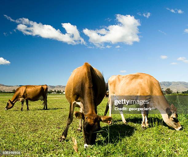 grazing dairy cows - jersey cattle stock pictures, royalty-free photos & images