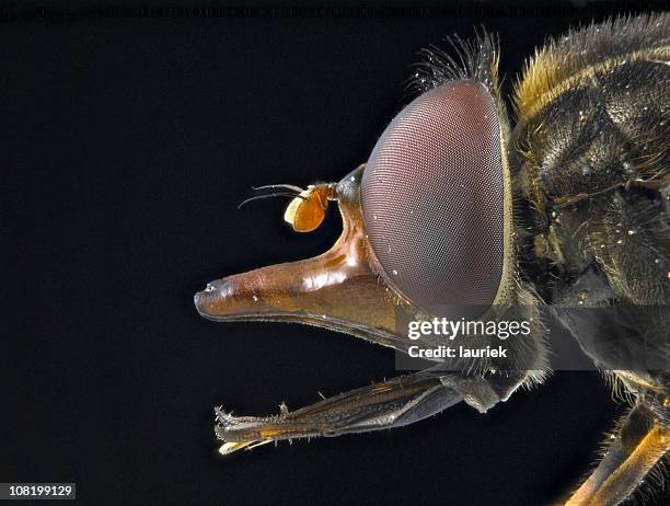 rhingia hoverfly macro - hoverfly stock pictures, royalty-free photos & images