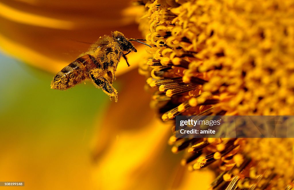 Bee Flying to Sunflower Pollen