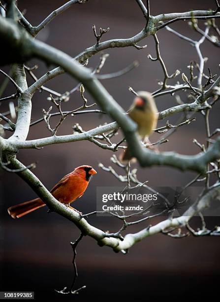 Cardinal Sitting Two Bird Cardinals Sitting On Bare Branches High-Res Stock Photo ...
