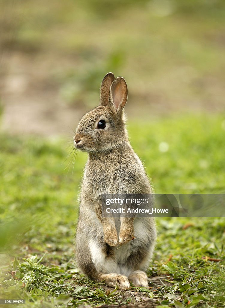 Wild Rabbit (Oryctolagus cuniculus)