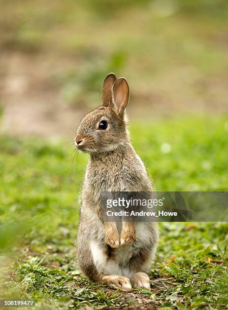 wild rabbit (oryctolagus cuniculus) - rabbit stock pictures, royalty-free photos & images
