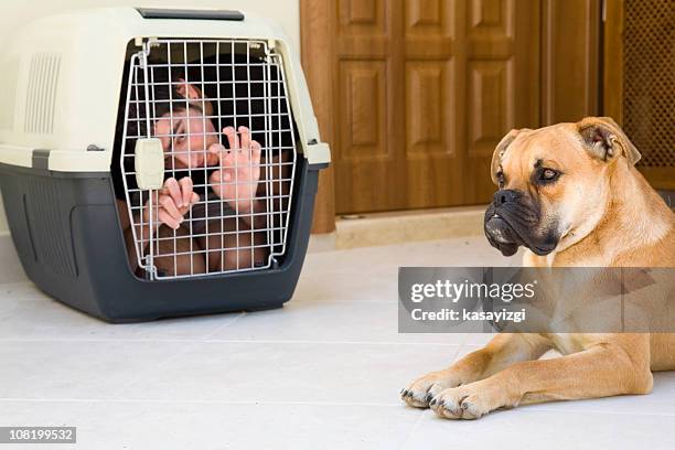 teenager in dog kennel - agricultural equipment stock pictures, royalty-free photos & images