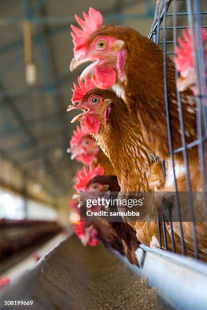 chickens in a cage at a poultry farm - birdcage bildbanksfoton och bilder