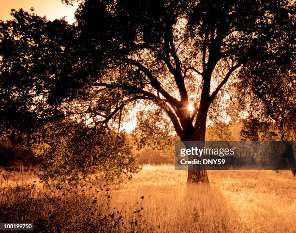 large oak tree in field with sunlight shining through - live oak tree stock pictures, royalty-free photos & images
