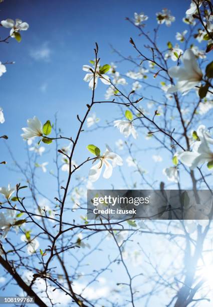 apple blossoms on sunny day - spring norway stock pictures, royalty-free photos & images