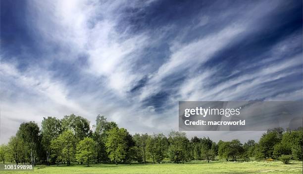 landscape of a tree line under a cloudy sky - tree under blue sky stockfoto's en -beelden