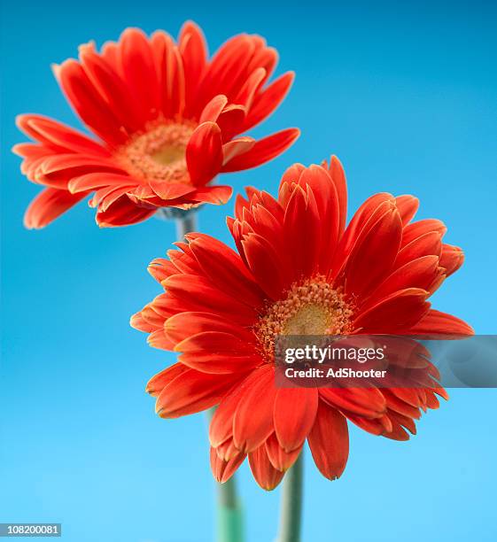 daisy flowers - ketting van madeliefjes stockfoto's en -beelden