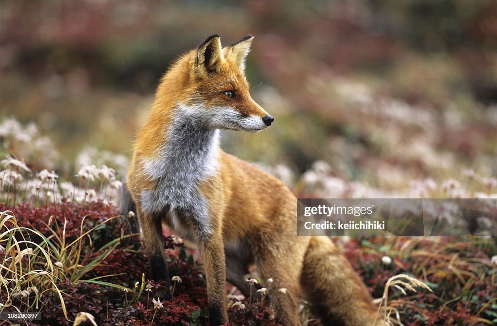 Fox en otoño en las montañas