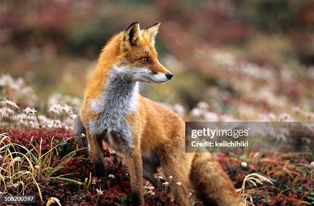 fox di montagna in un autunno - fox foto e immagini stock