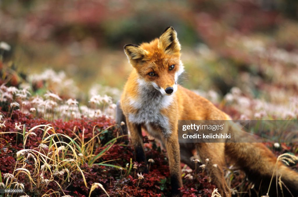 Fox in a autumn mountain