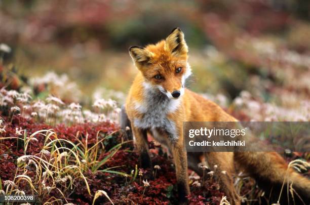 fox in a autumn mountain - fox bildbanksfoton och bilder