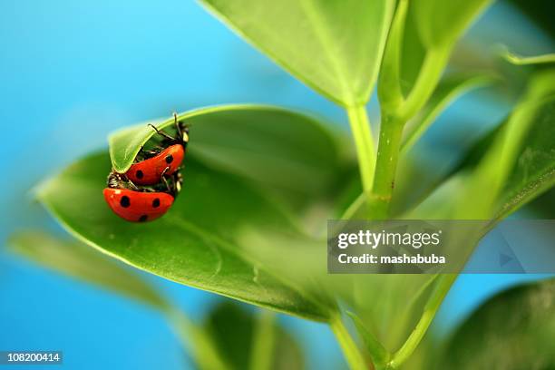 two ladybugs on leaf - parende dieren stockfoto's en -beelden