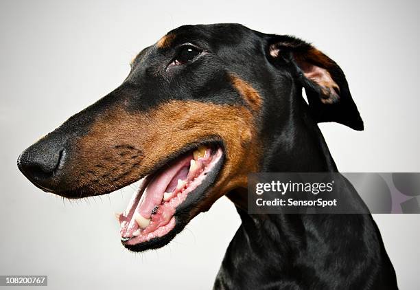 doberman - doberman pinscher stock pictures, royalty-free photos & images