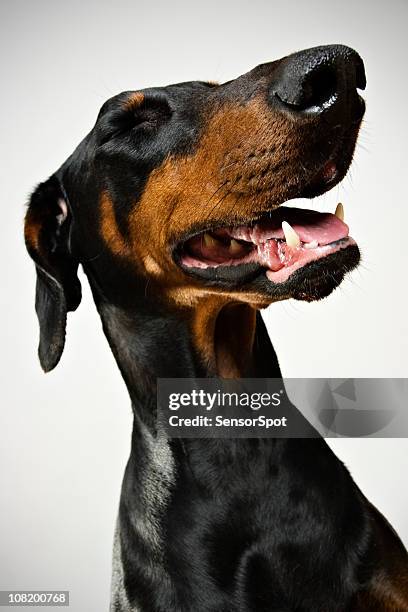 happy doberman pinscher - animal nose stock pictures, royalty-free photos & images