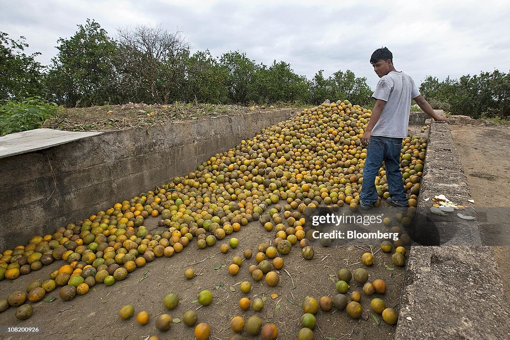 A worker moves harvested valencia oranges in Stann Creek, Belize