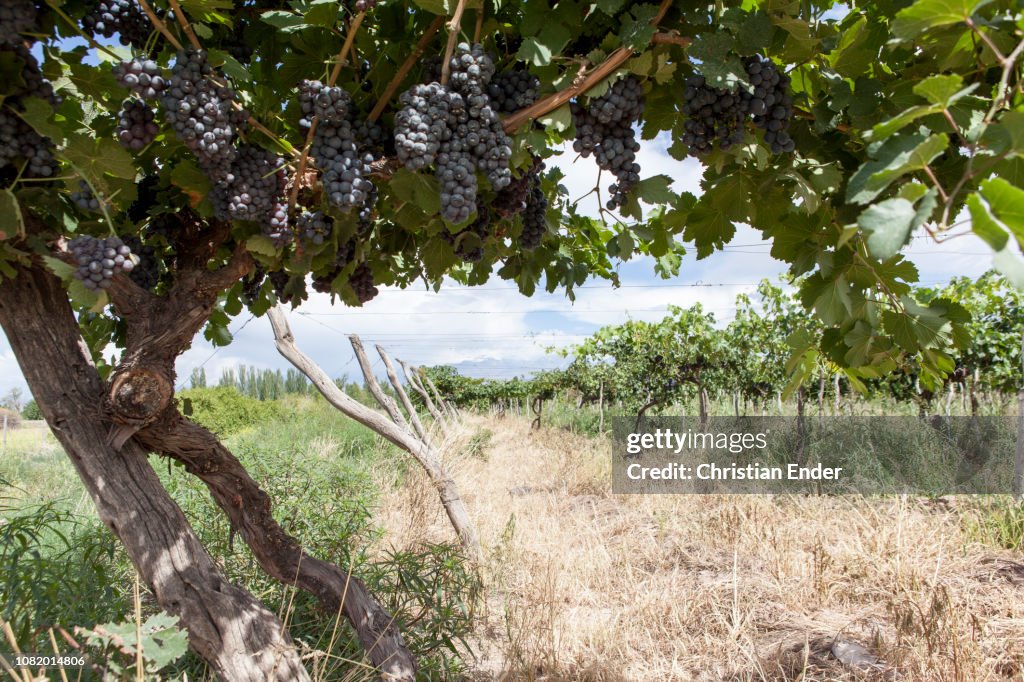 Wine growing near Mendoza