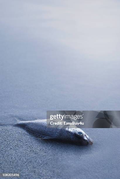 dead fish lying in sand on shore - dead fish stock pictures, royalty-free photos & images