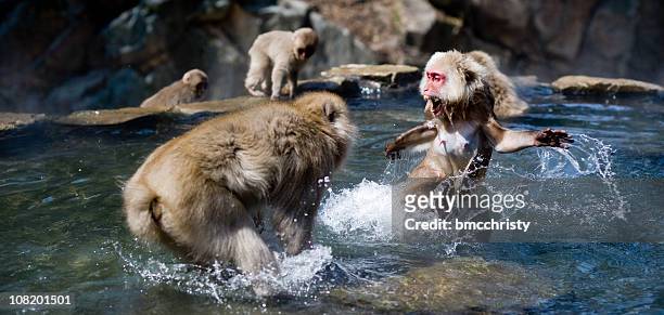 fighting affen - macaque fight stock-fotos und bilder
