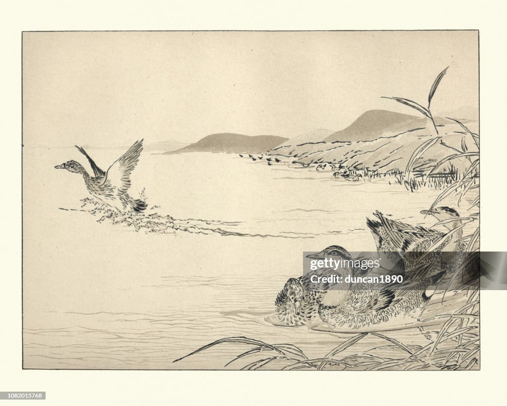 Art of Japan, Winter Teal in Reeds, near a Pool