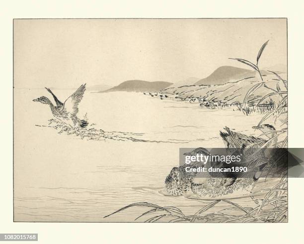 art of japan, winter teal in reeds, near a pool - reed grass family stock illustrations