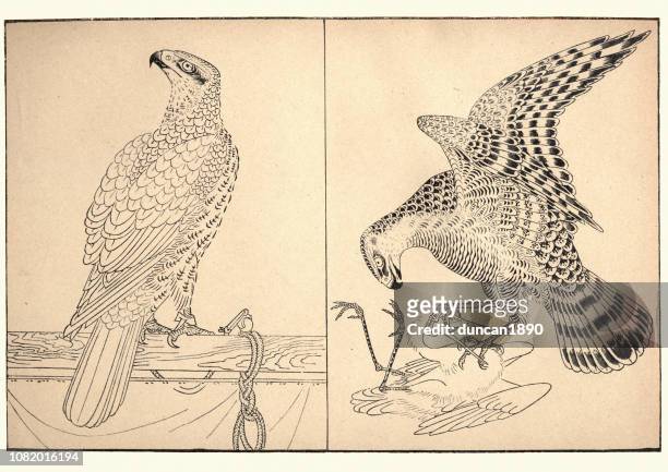 art of japan, two birds of prey by tiso kwan - falconry stock illustrations