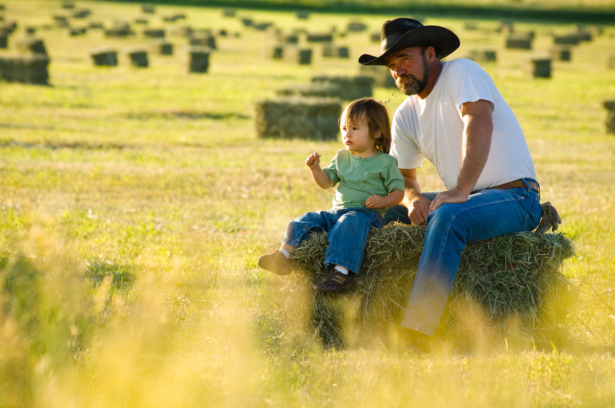 Organic American Hay Farmers Farming Natural Feed for Livestock Organic American Hay Farmers Farming Natural Feed for Livestock