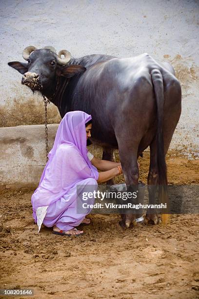 femmina mungere bufalo indiano - bufalo indiano foto e immagini stock