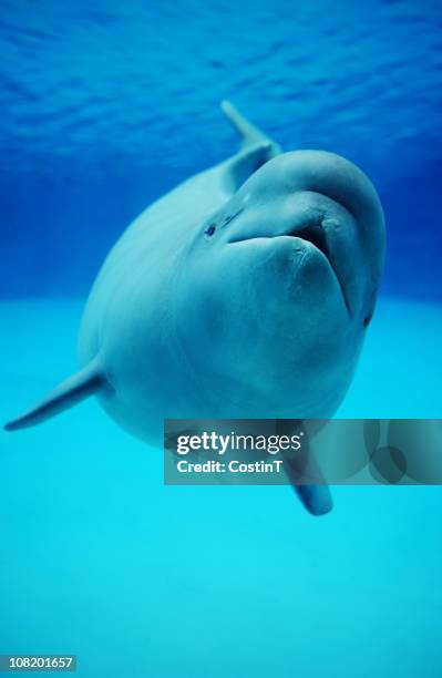 baby beluga whale swimming in aquarium - baby dolphin stockfoto's en -beelden